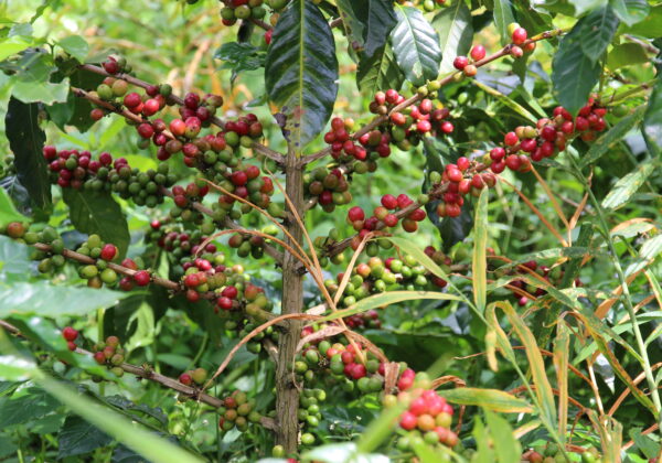 [Kaffeeklatsch]10　スマトラ島アチェ・ガヨ・タケンゴンにコーヒーの力を