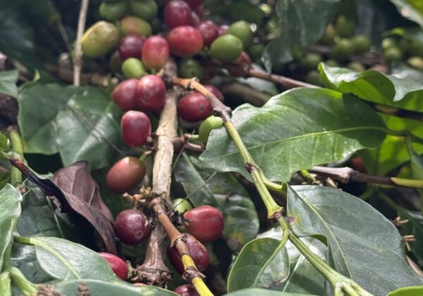 新刊書の紹介　桜井智恵子『日常的抵抗への招待』洛北出版